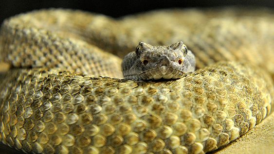 Grzechotnik preriowy