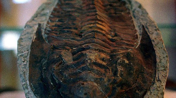 Trylobit sprzed 500 mln lat