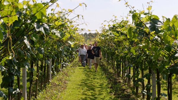 Turyści zwiedzają winnicę Krokoszówka Górska w Smardzowicach