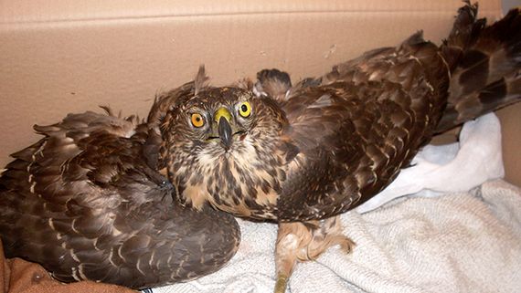 Myszołów ze złamanym skrzydłem