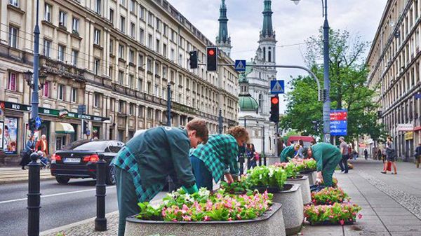 Przy pl. Zbawiciela posadzono m.in. białe i różowe begonie Fot. ZOM