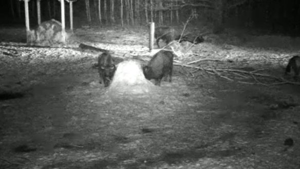 Obraz z kamery nocnej