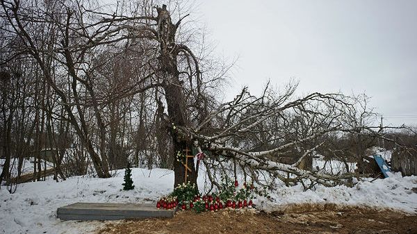 Złamana brzoza w Smoleńsku