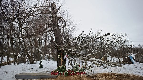 Złamana brzoza, o którą zaczepił prezydencki TU-154M w Smoleńsku