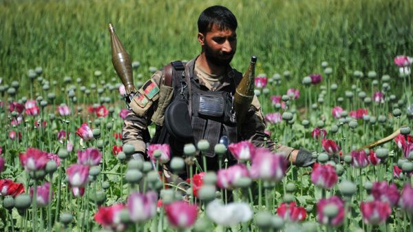 Afgańscy wojskowi starają się niszczyć uprawy maku na opium