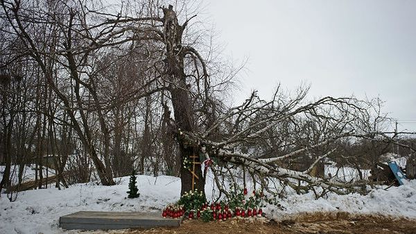 Złamana brzoza, o którą zaczepił Tu-154M