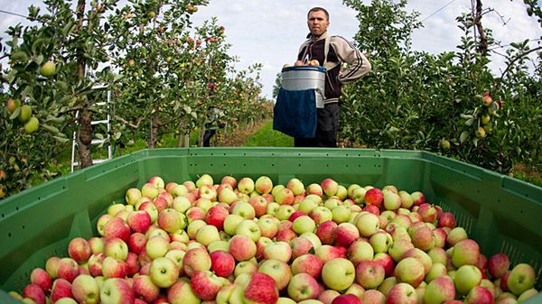 Polacy wolą prace sezonowe w Niemczech