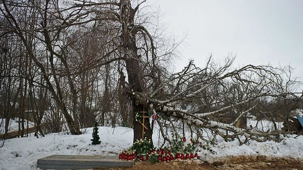 Złamana brzoza, o którą zaczepił prezydencki TU-154M