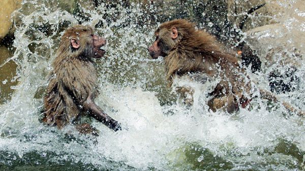 Pawiany kąpią się podczas upalnego dnia w warszawskim ogrodzie zoologicznym