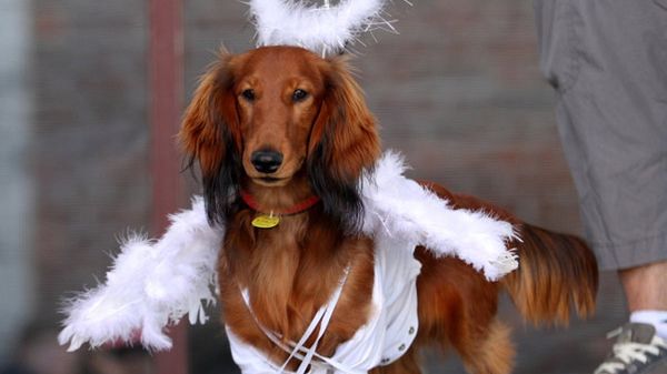 "Anielski" Nadim - zwycięzca parady mierzący 82,5 cm (bez ogona)