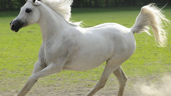 Stadnina Koni w Janowie Podlaskim