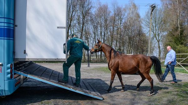Przygotowania do transportu jednej z klaczy należącej do Shirley Watt