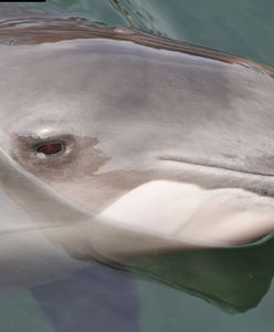 W Gdyni w sobotę odbędzie się finał "Godziny dla Ziemi"