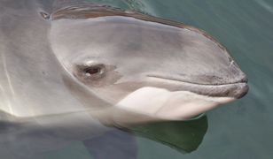 W Gdyni w sobotę odbędzie się finał "Godziny dla Ziemi"