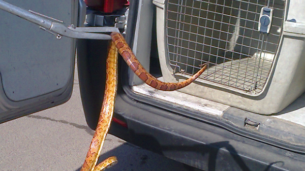 Waż znaleziony w mieszkaniu w Warszawie