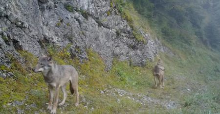 Niezwykłe nagranie z fotopułapki. Coraz rzadsze zjawisko w Tatrach