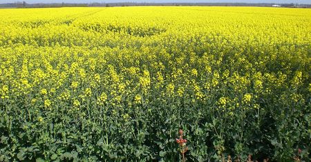 Producent oleju rzepakowego przegrał ze skarbówką. Przedsiębiorca domagał się 42 mln zł odszkodowania
