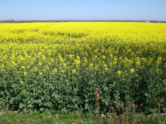 Producent oleju rzepakowego przegrał ze skarbówką. Przedsiębiorca domagał się 42 mln zł odszkodowania