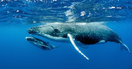 Przez dekady niemal ich tu nie widywano. Oceaniczne olbrzymy zaczynają wracać