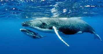 Przez dekady niemal ich tu nie widywano. Oceaniczne olbrzymy zaczynają wracać
