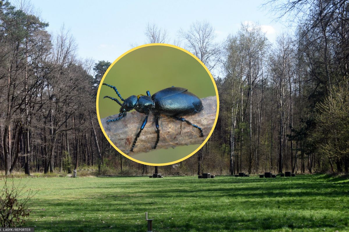 Lasy Państwowe ostrzegają: na tego owada trzeba uważać! "Kropelka, która może zabić"