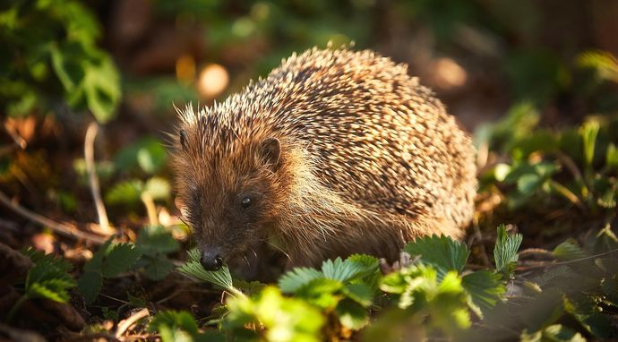 Epicka podróż jeża