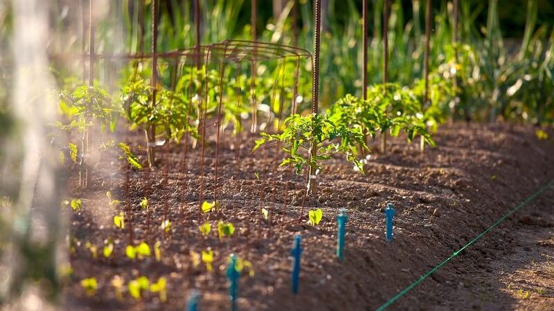 Co to jest Food Forest? Jak zrobić las żywności?