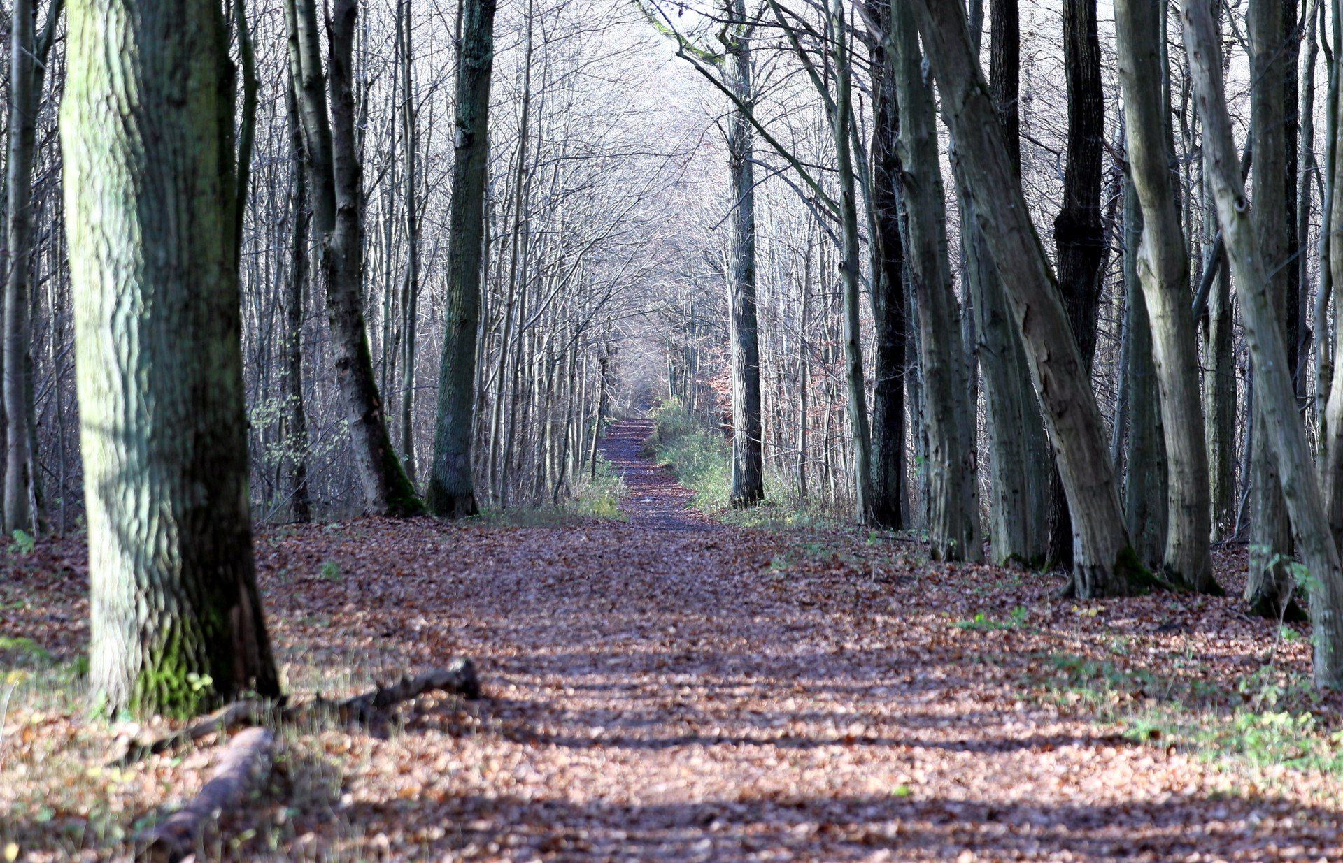 Jesień wycisza okolice Zalewu Zemborzyckiego, odsłaniając inne oblicze jednego z najczęściej odwiedzanych terenów rekreacyjnych Lublina. Zamiast letniego gwaru - wilgotne ścieżki, stłumione barwy i pojedynczy spacerowicze. Ten fotoreportaż pokazuje, jak zmienia się rytm życia nad zalewem, gdy sezon letni ustępuje miejsca jesiennej codzienności.