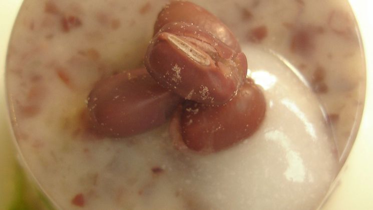 Yōkan z fasoli azuki i cukru