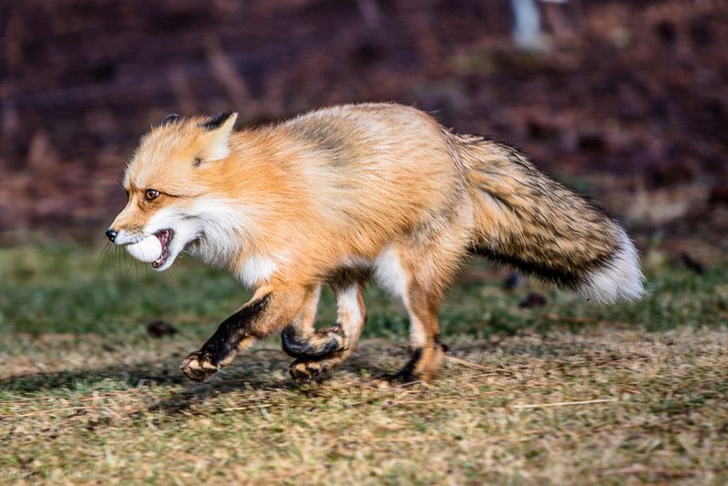 Nowy Firefox uruchomi gry i aplikacje webowe tak szybko, jakby ładował obrazki