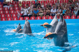 Delfinaria zakazane we Francji. Nie można trzymać orek i delfinów w zamknięciu