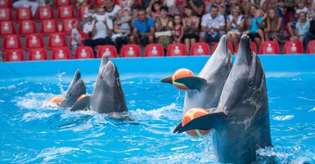 Delfinaria zakazane we Francji. Nie można trzymać orek i delfinów w zamknięciu