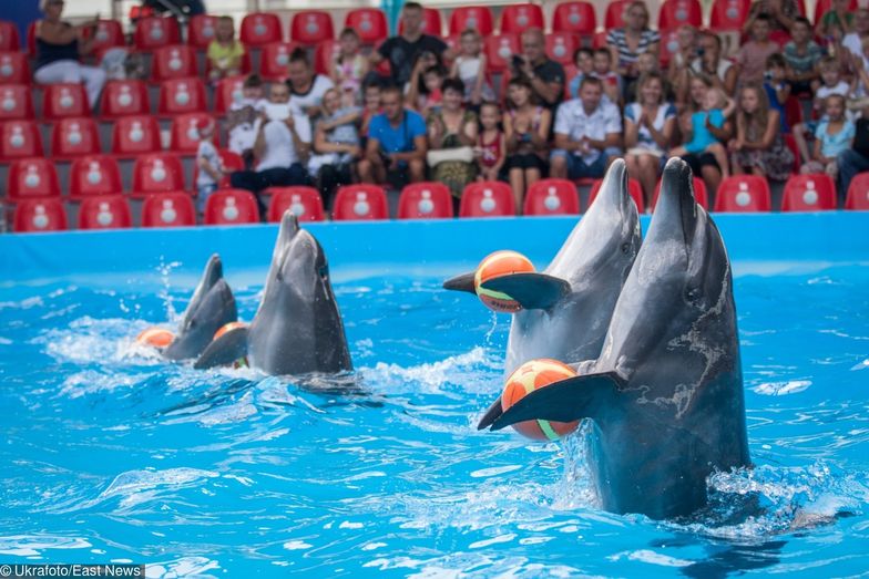 Delfinaria zakazane we Francji. Nie można trzymać orek i delfinów w zamknięciu
