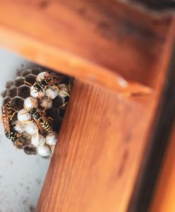 Gniazdo pszczół, os i szerszeni. Jak usunąć je bez szkody dla siebie i owadów?