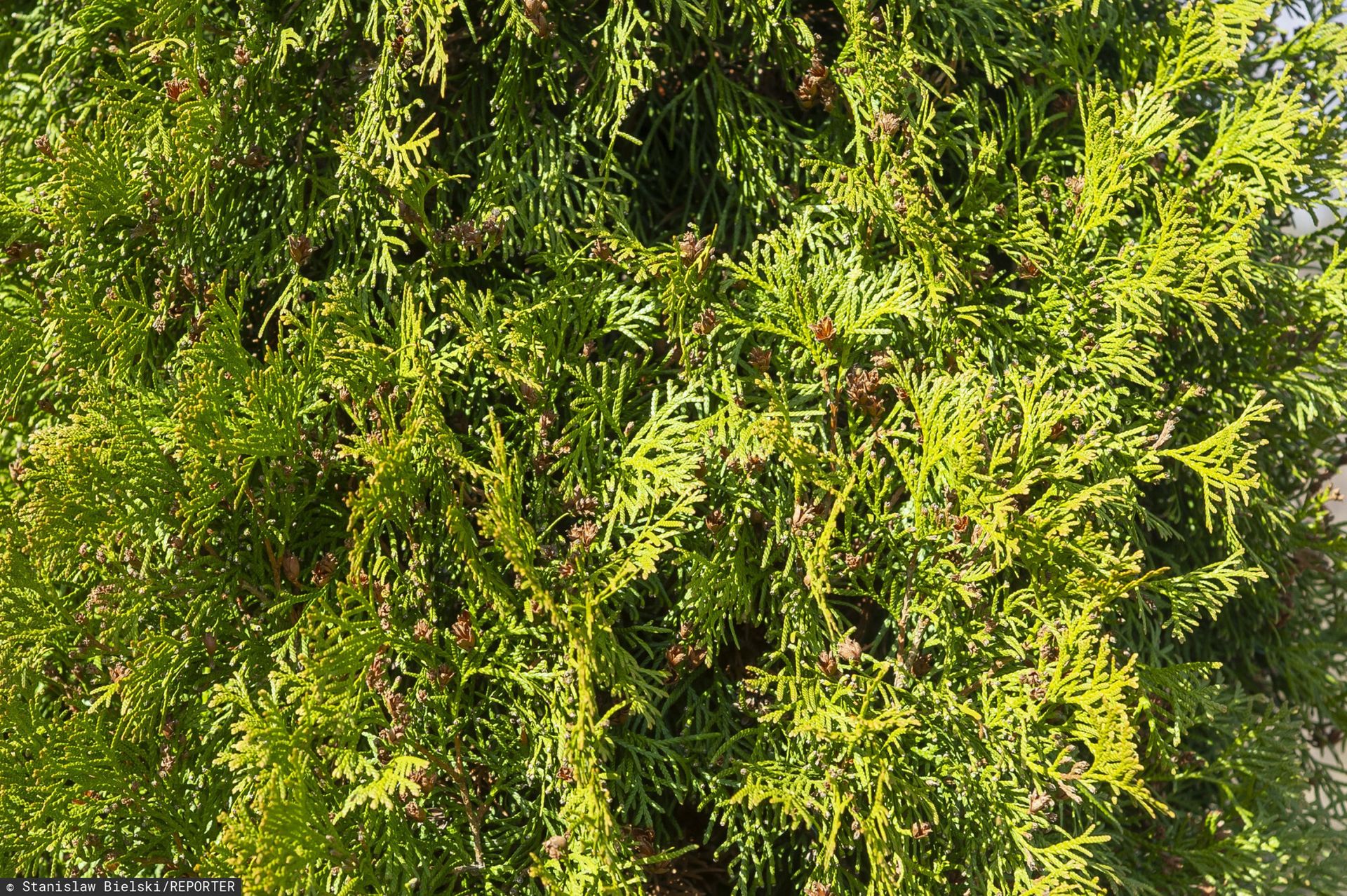 Spory o tuje. Oto jak wysokie mogą być