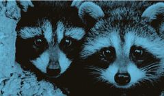 Szopy reklamują niemiecką czytelnię internetową Onleihe (wideo)