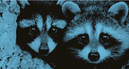 Szopy reklamują niemiecką czytelnię internetową Onleihe (wideo)