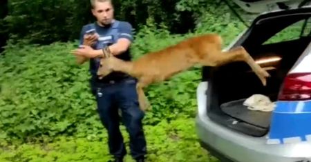 Sarna utknęła w ogrodzeniu. Nagranie z nietypowej interwencji policji w Nowej Soli