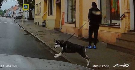"Nagle wyskoczył". Kierowca aż się zagotował. Jest apel