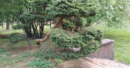 Warszawa. Prezydencie, ocal park na Wyględowie. Mieszkańcy nie chcą tam osiedla