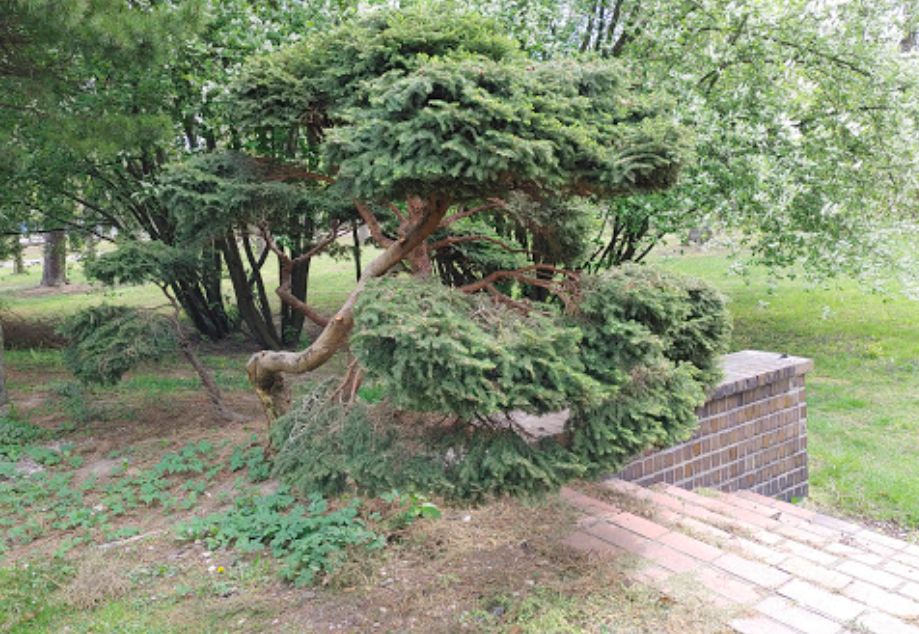 Warszawa. Kolejny zielony obszar przyrody w opresji. Stary park przy szpitalu geriatrycznym na Spartańskiej może zostać placem budowy, na którym wyrośnie nowe osiedle