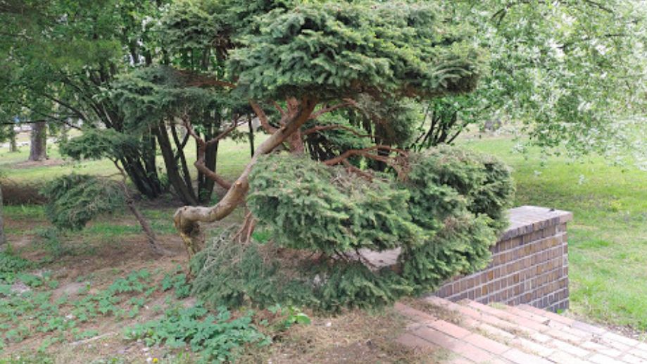 Warszawa. Kolejny zielony obszar przyrody w opresji. Stary park przy szpitalu geriatrycznym na Spartańskiej może zostać placem budowy, na którym wyrośnie nowe osiedle