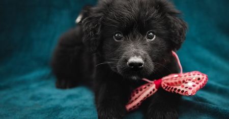 Urocze zdjęcia psiaków ze schroniska zapewniły im adopcję