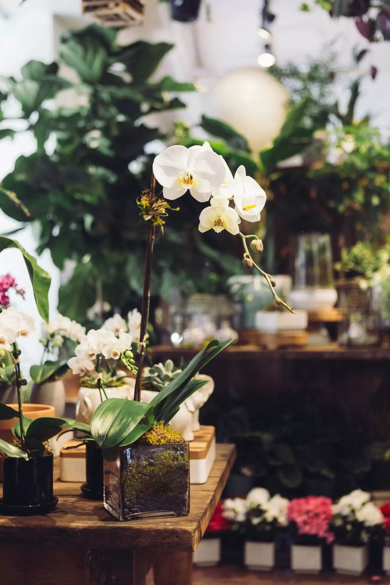 Dried garlic for flowers photo: Unsplash