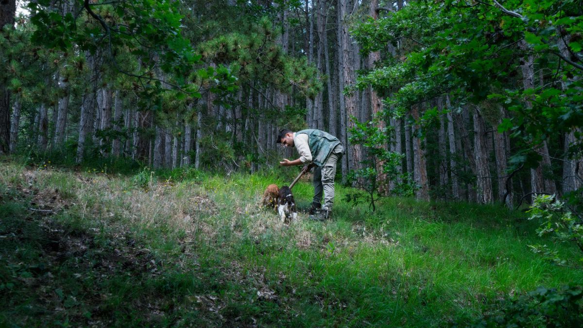 Na truflach można sporo zarobić.