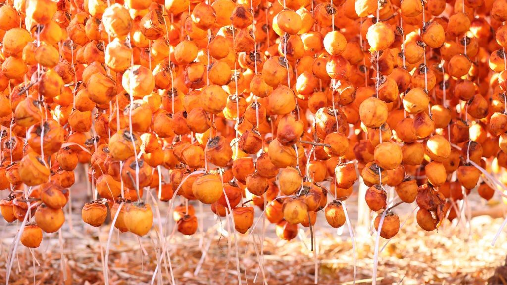 Farmers Drying Persimmons in Handan
HANDAN, CHINA - OCTOBER 30, 2023 - Persimmon dried in a farmer's yard in Handan, Hebei Province, China, Oct 30, 2023. (Photo by Costfoto/NurPhoto via Getty Images)
NurPhoto
china, handan, october 30, dried, farmer's yard, photo, costfoto, nurphoto, drying process, harvest, rural, traditional methods, food preservation, seasonal fruit, outdoor, farming, rural lifestyle, chinese province, agricultural practices, photojournalism, farm produce, asian agriculture, seasonal harvest, traditional farming, persimmon drying.