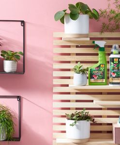 Wszyscy chcą plantshelfie. Jak dbać o rośliny na półkach?