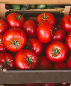 Wysłali pomidory do Polski. Zarobili 1,4 mld zł. Oto skąd pochodzą