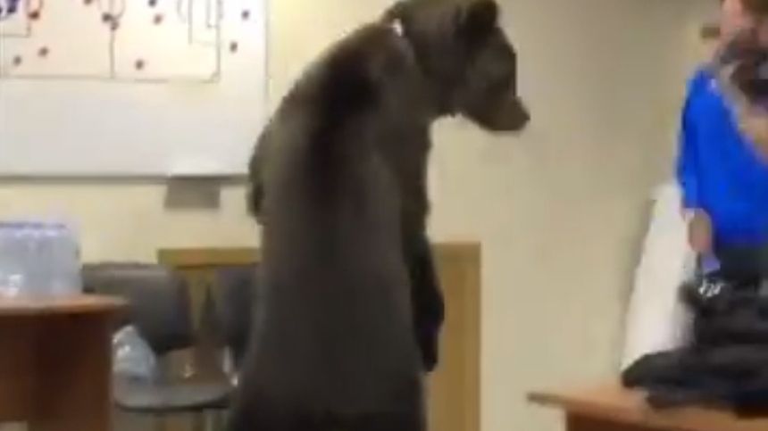 Niedźwiedź w szatni piłkarskiej