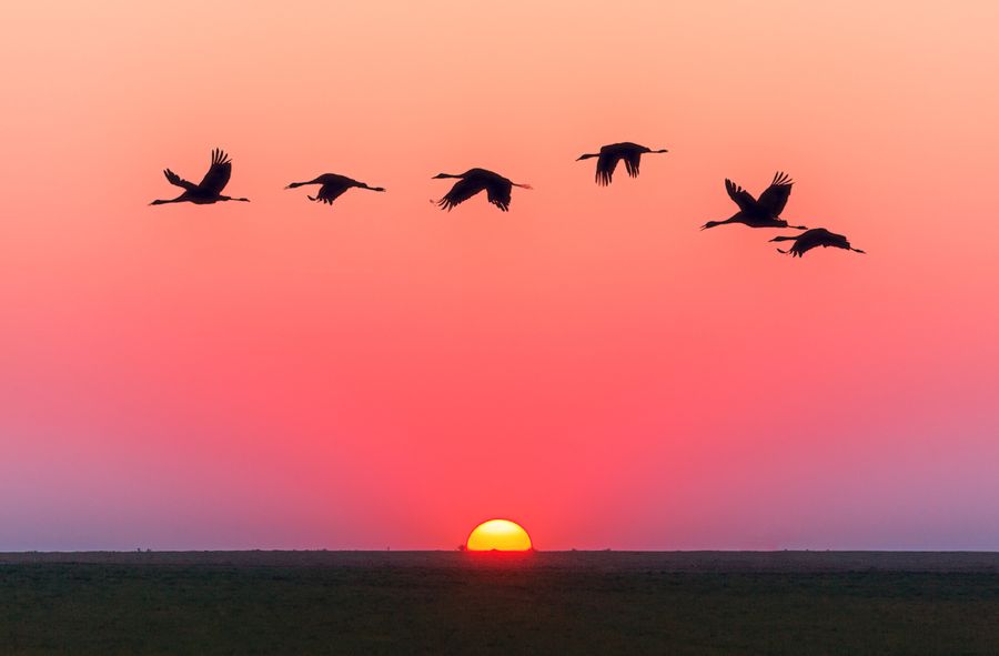 Endangered birds in the Danube Delta at risk due to aggressive tourism. What measures will be taken 